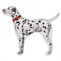 Шар фигура V80 STREET Далматинец